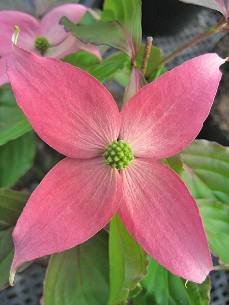 Cornus kousa Beni Fuji - Blumen- Hartriegel Beni Fuji